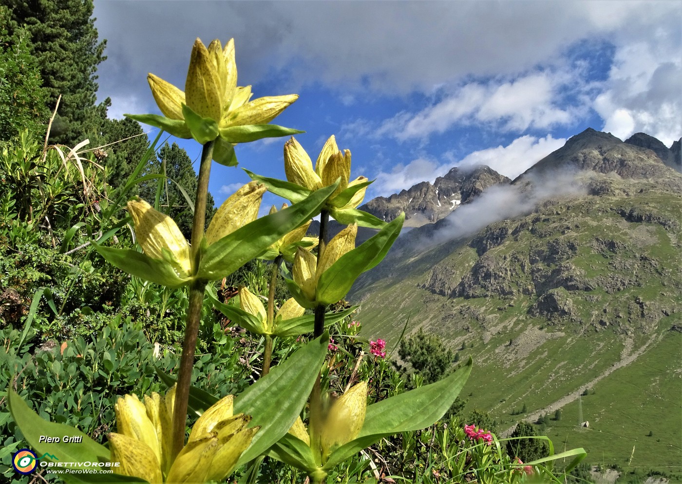 11 Gentiana punctata (Genziana punteggiata) con vista sul Piz Julier .JPG -                                